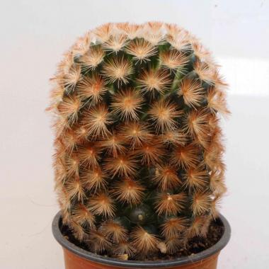 Mammillaria carmenae